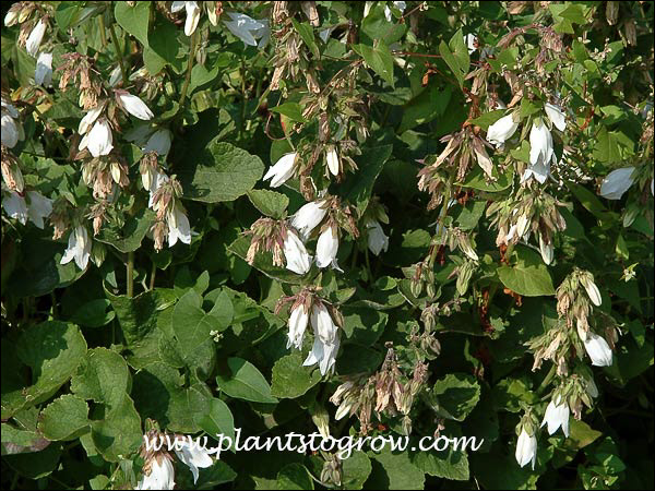 I have had this plant so many years I don't know if it is the straight species or the cultivar Ivory Bells. Tends to have a lot of spent flowers on the spike.